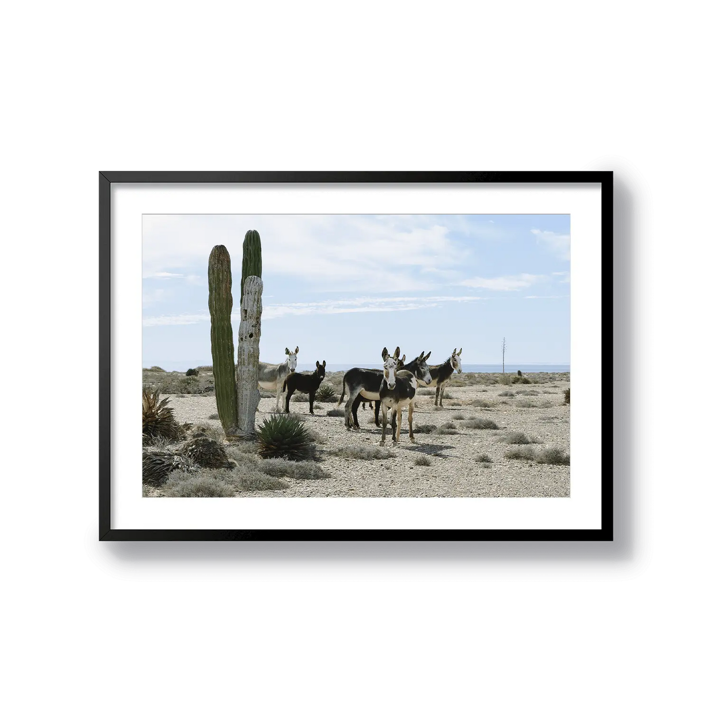 BAJA LOCALS