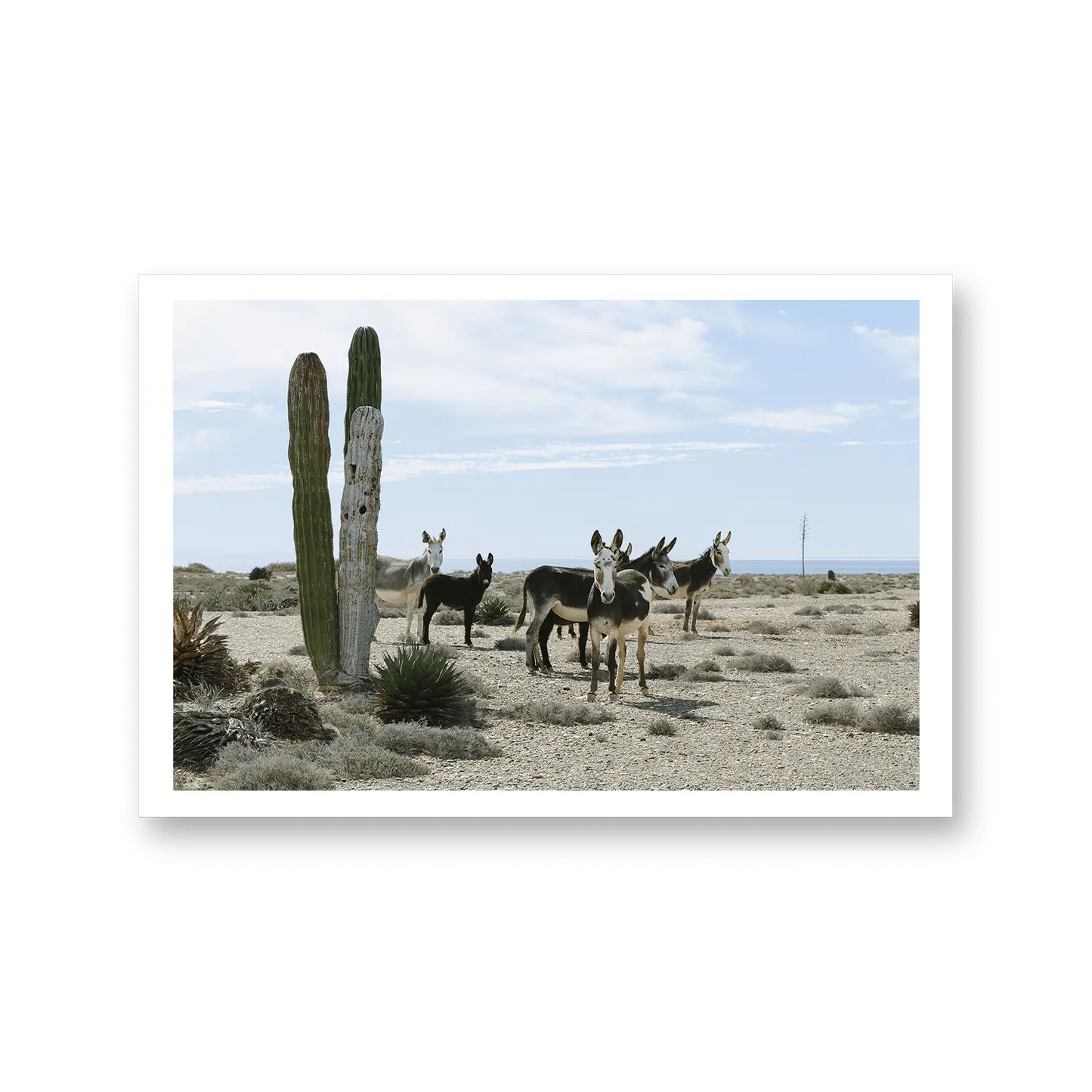 BAJA LOCALS